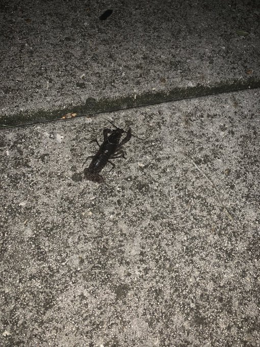 Going for a nice stroll around the block https://t.co/QDDC8mgoAq