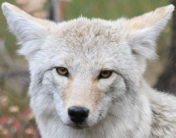 DailyCoyotes's tweet photo. Yote #202 https://t.co/7pr0cQcRV9