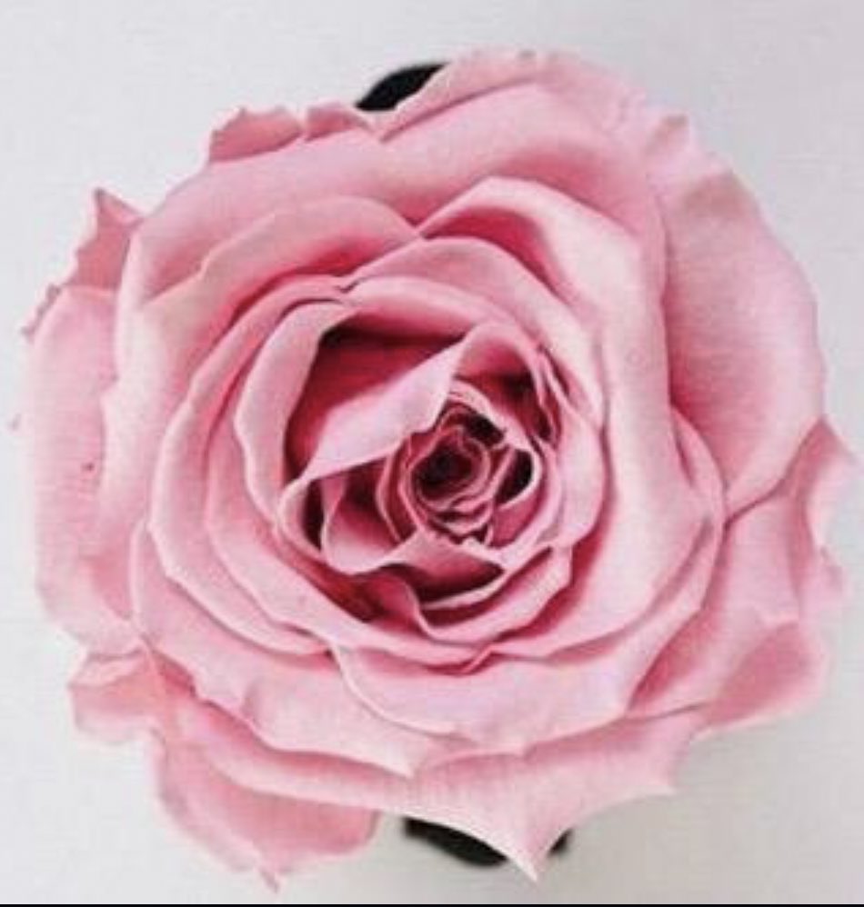 ‎أفراح tweet media