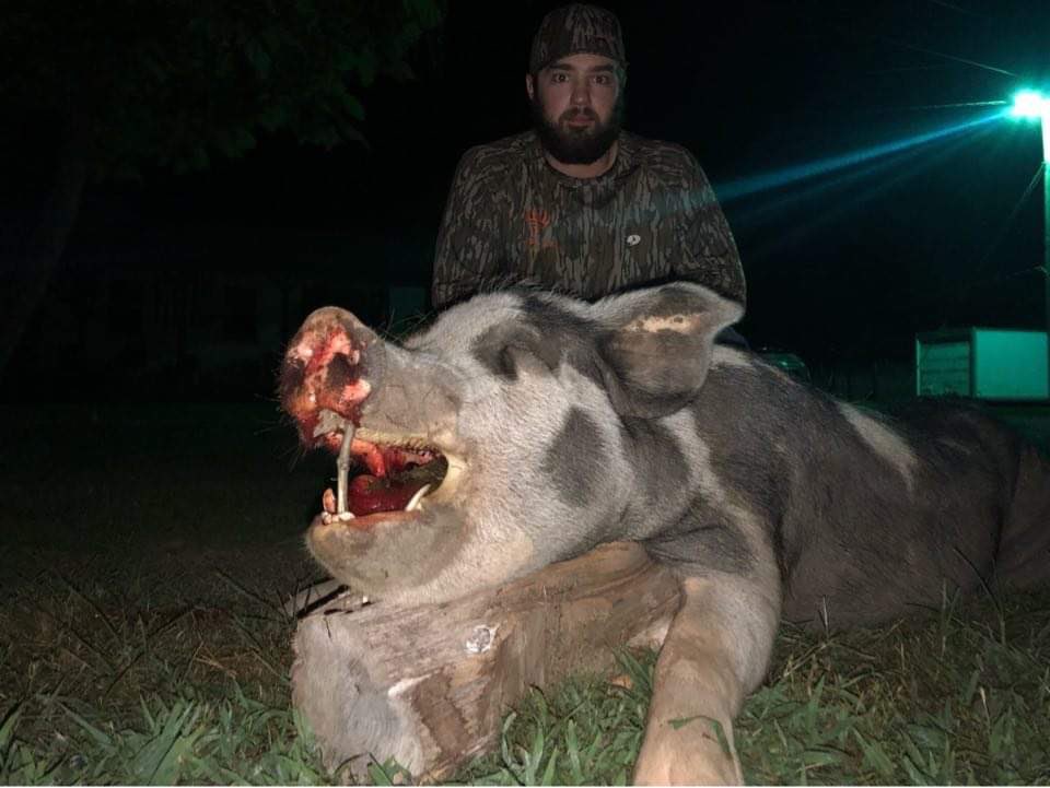KyleKingFBFO's tweet photo. 🐗🐗 Check out the cutters! Can’t wait to get the euro mount done and on display! #hoghunting #baconbits #fueledbyfaith #mossyoak #hunting #outdoors #bringinghomethebacon https://t.co/ujpRn0iA7j