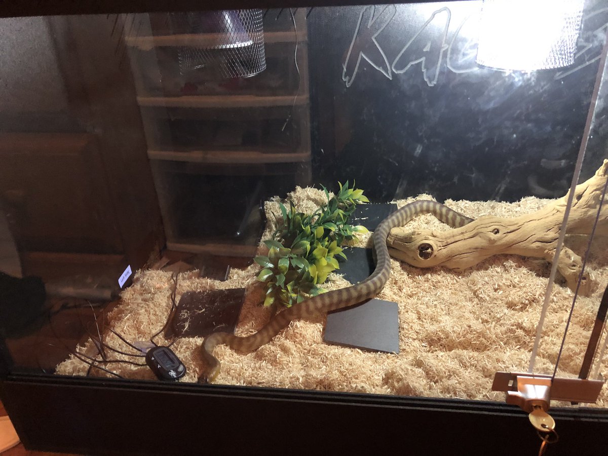 Xarallei's tweet image. Here he is! It's hard to take pics of the inside because the UV like makes things look too bright. But you can see half the enclosure at least. Already got finger prints all over the doors. 🙄 #womapython
