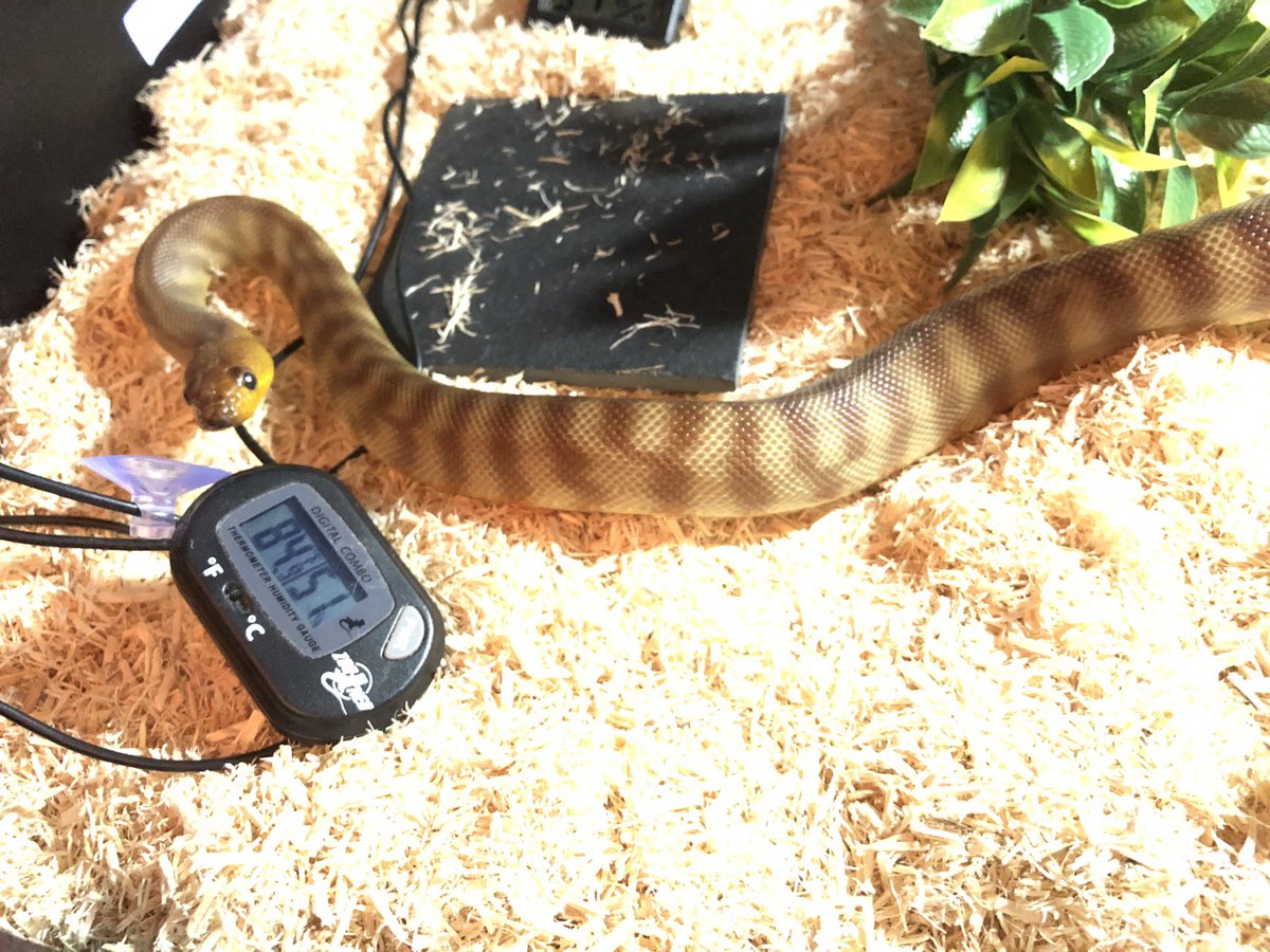 Xarallei's tweet image. Here he is! It's hard to take pics of the inside because the UV like makes things look too bright. But you can see half the enclosure at least. Already got finger prints all over the doors. 🙄 #womapython