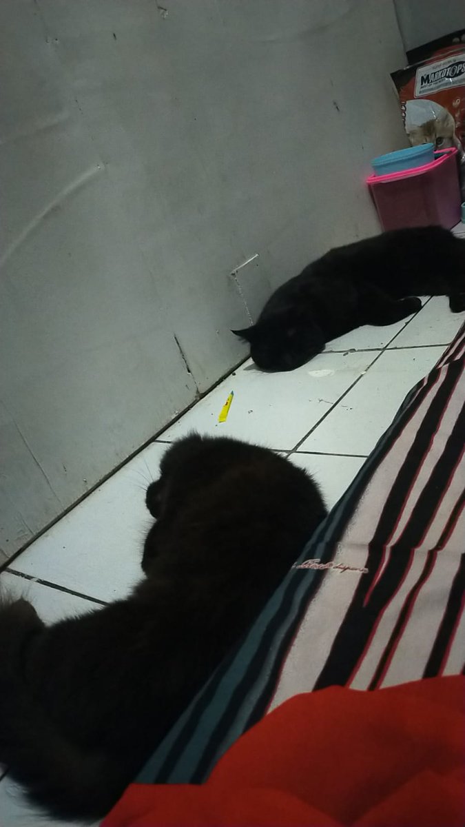 Two black two furious