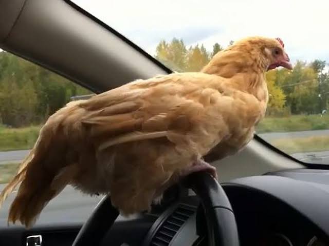 Abubkrch_'s tweet photo. @0merrr16 Chicken can drive a car too! 😂 https://t.co/RUdND8yewj