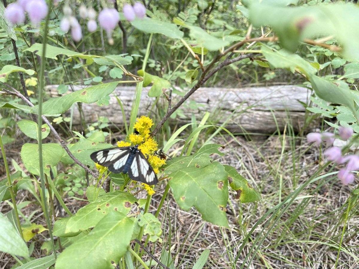 CoganinDC's tweet image. Beautiful and relatively easy trail in North Cheyenne Cañón Park today #getoutside #coloradotrails