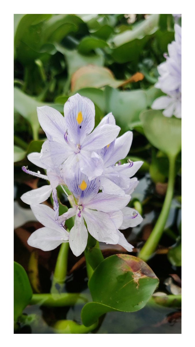 Hazel2MO's tweet photo. There is a flower for every emotion 😍 https://t.co/GxFSmC11qJ