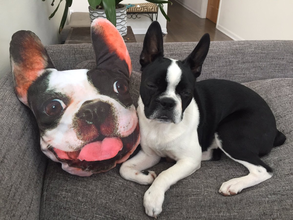 Turn_radius69's tweet photo. @BuzzFeed His name is Jerry! But, he also goes by....

Little Jerry, Jerr, Gerald, Gerbil, Geraldean,Cha Cha, Cha Cha Orangutan, Wandering Leaf, Little Sister, Baby Boy, Tiny Guy!
 *and many more 🤗 #Jerry #bostonterrier #myguy https://t.co/H4GT6CdxrL