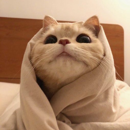 happy international cat day! 🐱

open thread ! ↓