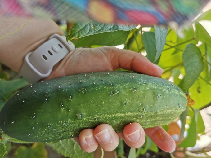 Look at this fat cuke I grew. https://t.co/QEuUUeFWHX