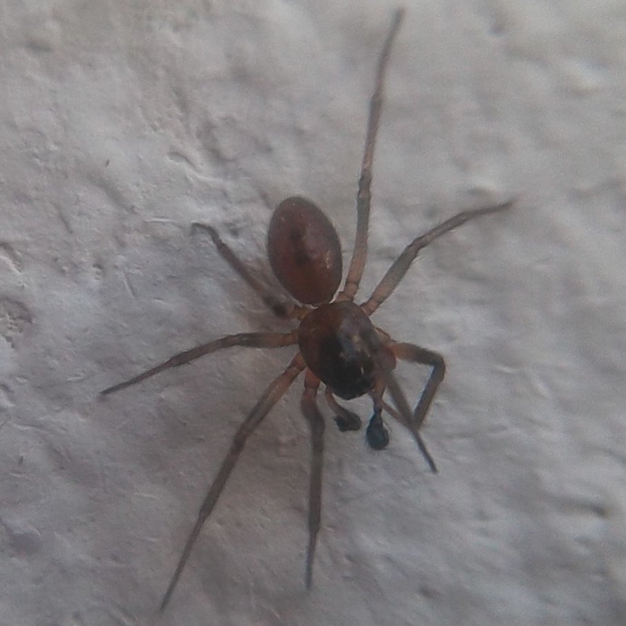 ironchobis's tweet photo. ¡Buenas noches, @Arachno_Cosas! 
¿Cómo estás? 
¿Me podrías ayudar a identificar este ejemplar?
Localidad de la foto: Buenos Aires, Argentina. https://t.co/fSprv8RX5y