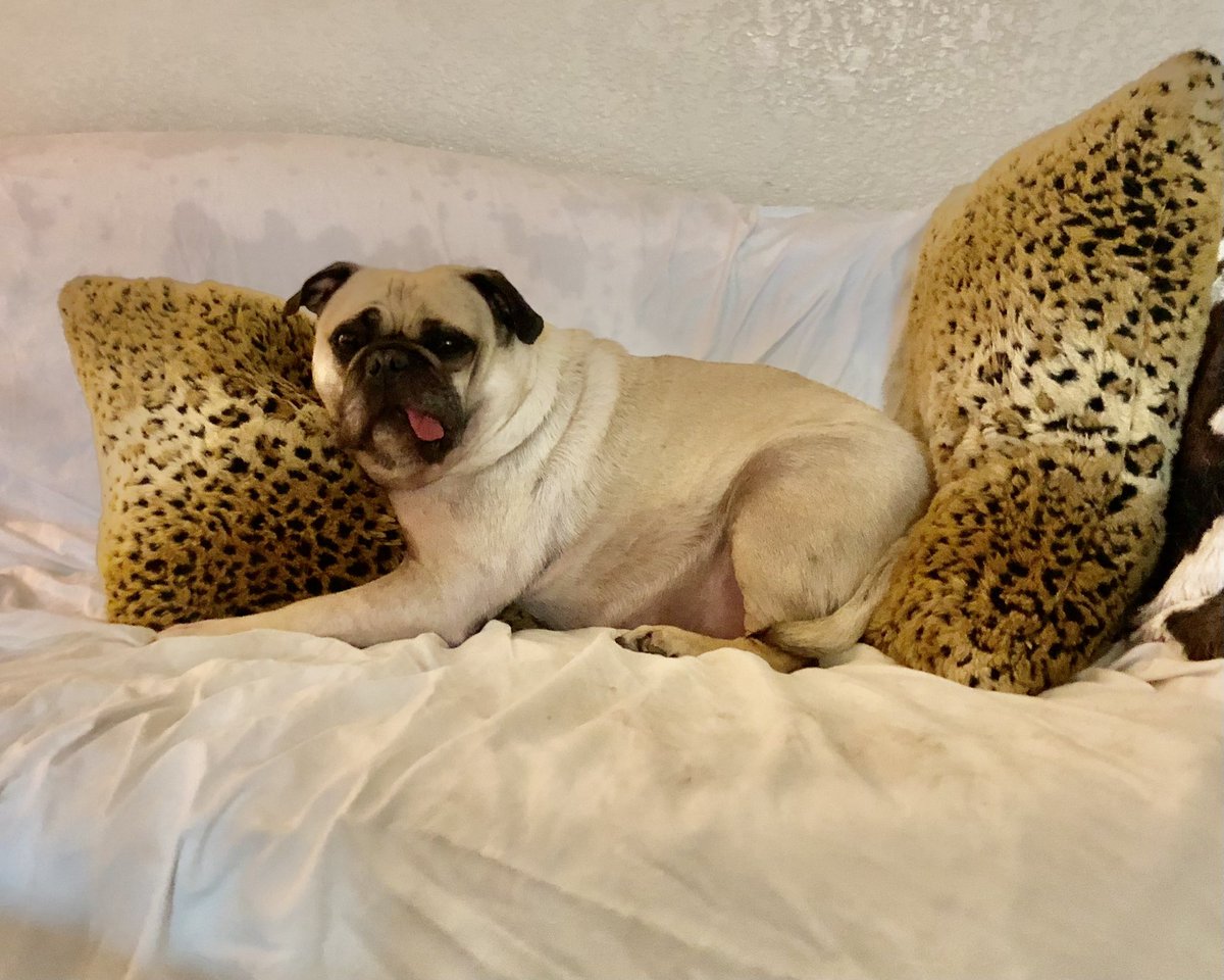 MaxiPugladiator's tweet photo. “Why yes, I am comfy.. Sorry, no room fur you.” ☁️ -Max
#max #pug #dog #pugladiator #Mine #MasculinitySaturday #Zen #Comfort #MoveOn #happydog #Happy_SCOUPS_Day #puglife #DogLife #DogLover #sorrynotsorry #Sorry #mom #DogsofTwittter #NuevaFotoDePerfil #loveyoutothemoonandback 🥱 https://t.co/4k5LcUzbg6
