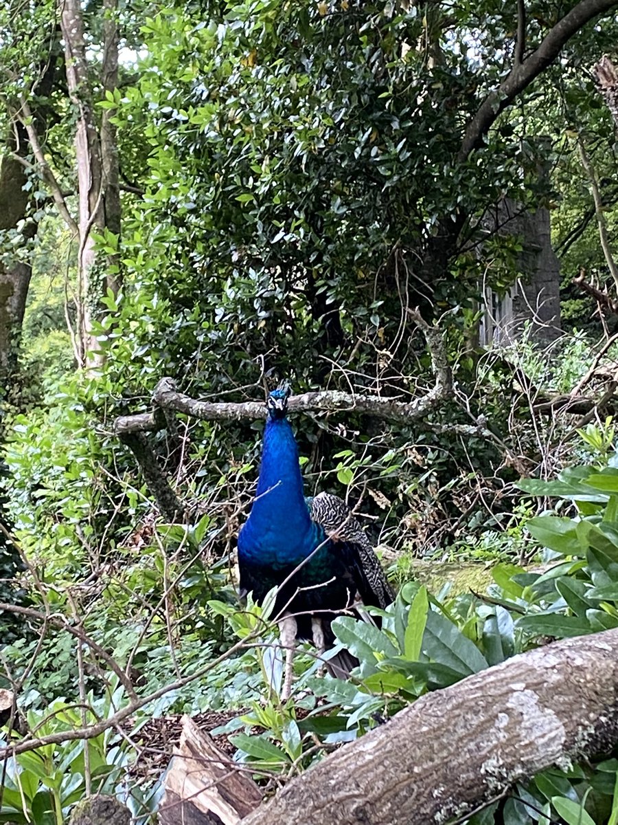 docmum's tweet photo. This poor chap was not impressed with the mighty craic being had @johnstowncastle @lake_festival #runningforcover #iwashere1st https://t.co/zlDEYNuyQ0