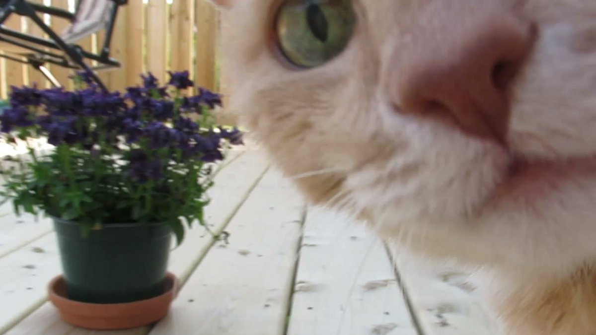 paularreyn's tweet photo. Helloo #catsoftwitter!🐱It's #Caturday, too hot, so I'm exploring the deck! #catsofNL #cats https://t.co/cHUCszlVZB