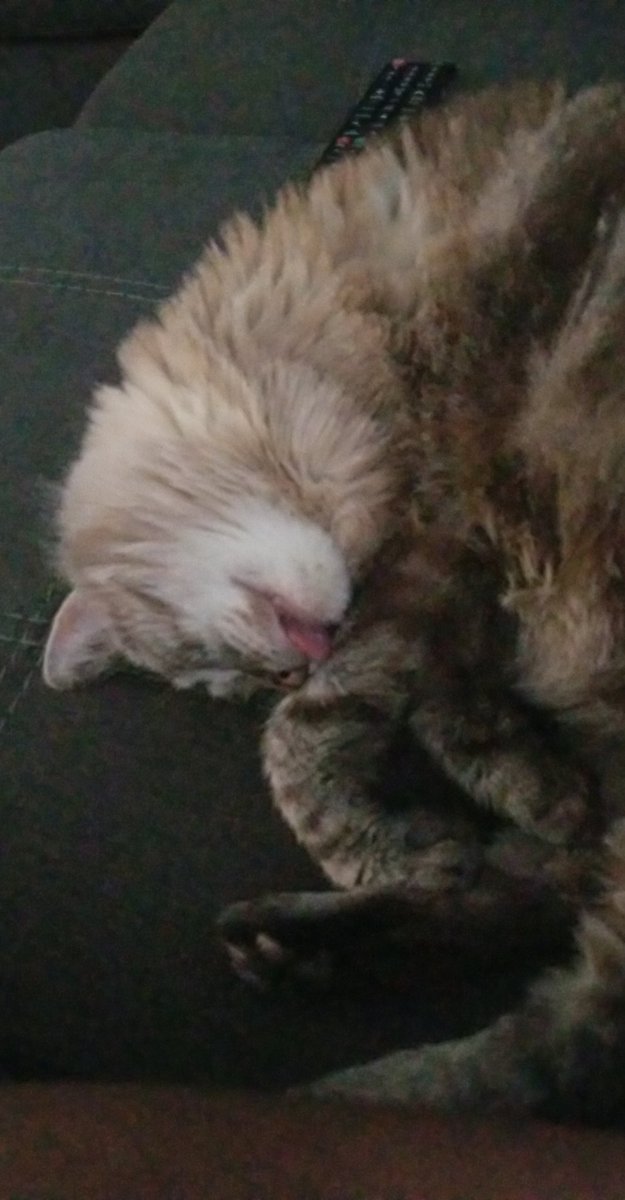 bean smoothie™ tweet media