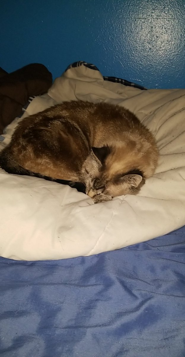 bean smoothie™ tweet media