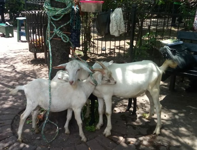MinEmpren's tweet photo. Feria de Ovinos, Caprinos y Conejos en #Matagalpa, fomentando el establecimiento de nuevas ideas de negocios.

#TodosLosTriunfosSonDelPueblo  #mefccamatagalpa #Nicaragua https://t.co/DgznNCpr1V