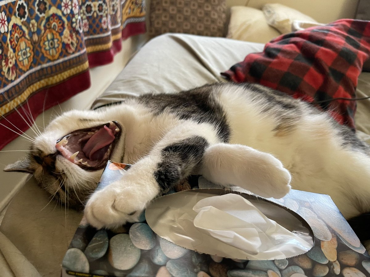 bravestages's tweet photo. Donβt touch my tissue box! #Caturday #Robcat #freakyposts https://t.co/VVQfvgpF1T