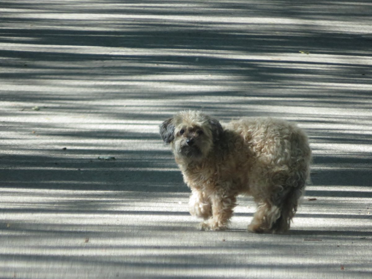 PLKlein_Author's tweet photo. "Dogs and philosophers do the greatest good and get the fewest rewards." ~ #Diogenes #ThinkingOutLoud #ThinkBIGSundayWithMarsha #SaturdayMotivation #QuickQuotes #Dogs #Philosophers #GreatestGood #Rewards https://t.co/5SjPyqlCvz