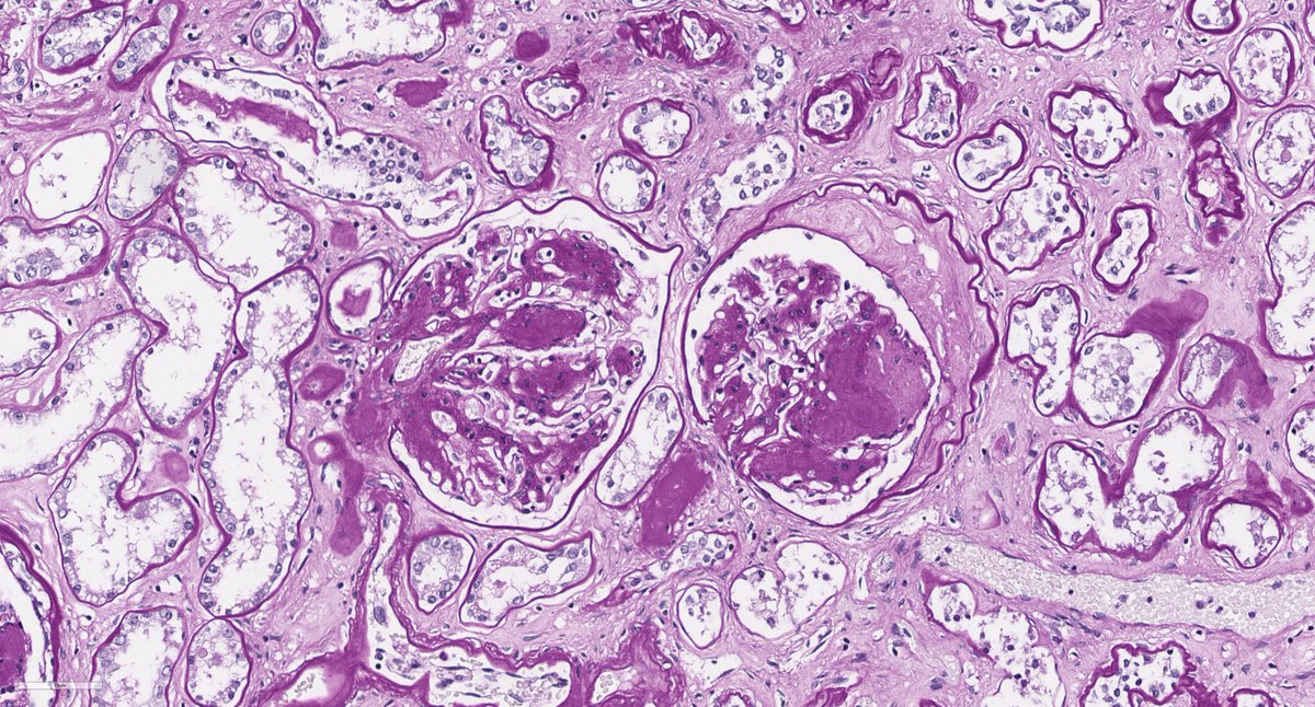 Jonathan Zuckerman MD PhD tweet media