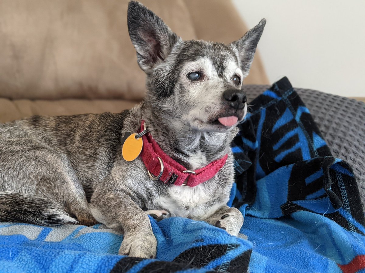 justindantzer's tweet photo. @dog_rates @JustFoodForDogs This is Gremlin. 16 years young https://t.co/yspkNtVwHo