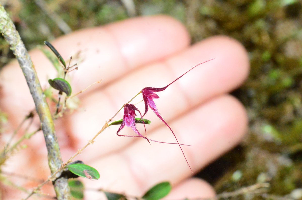 shtidjaus's tweet photo. Orquídea miniatura en los bosques de niebla de la cordillera occidental, entre el pacifico y la región cafetera, PNN Tatamá
#orchids #NaturePhotography #naturephotographer #wildlife #WildSide #Colombia #colombianpower https://t.co/4iHsCrpDkC