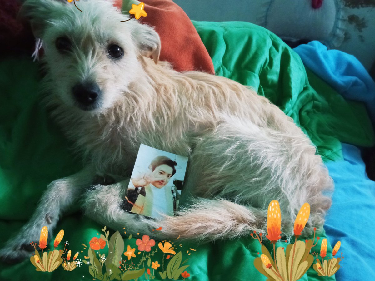 mil_yud's tweet photo. Se llaman Abby y nini
Su comida favorita son los huesos de pollo ๐๐
Usualmente se escapa ๐คฃ
Le gusta salir a correr y caminar.
Sus bias son Chen y Chanyeol ๐คช
#EXOLSelcaDay #์์ #EXO #CHEN
#CHANYEOL #EXOL #SelcaDayInParallelUniverse
@weareoneEXO
@exo_parallel https://t.co/JJKFm6BppF