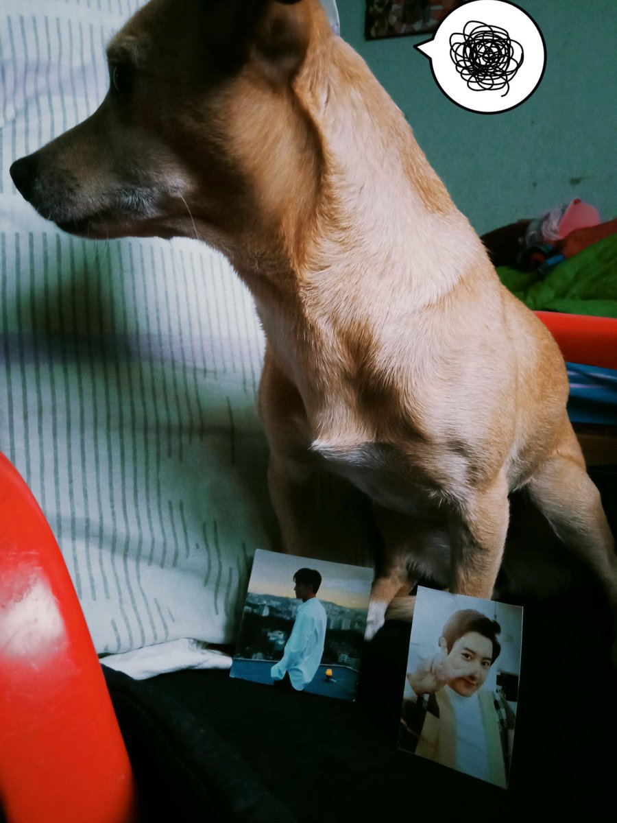 mil_yud's tweet photo. Se llaman Abby y nini
Su comida favorita son los huesos de pollo ๐๐
Usualmente se escapa ๐คฃ
Le gusta salir a correr y caminar.
Sus bias son Chen y Chanyeol ๐คช
#EXOLSelcaDay #์์ #EXO #CHEN
#CHANYEOL #EXOL #SelcaDayInParallelUniverse
@weareoneEXO
@exo_parallel https://t.co/JJKFm6BppF