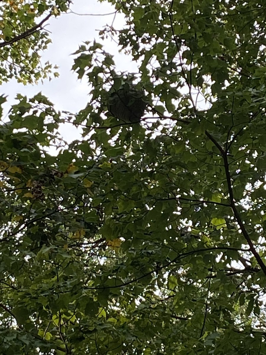 jfraucci's tweet photo. That is a giant wasp nest. Size of a basketball. Hard to see because I’m all the way zoomed in. About 50-60ft up above the picnic table in back yard. I’m going to hit it with a basketball. Buzz buzz. #thomasjay https://t.co/62wj2XrJU3