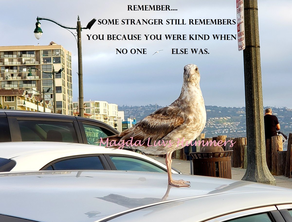 MagdaLuvsHummrs's tweet photo. Remember...some stranger STILL remembers YOU because you were kind when NO ONE else was. 💕 #kindness #goals #PositiveVibes ✨ #lifestyle #weekend #Beach 🌞 #birds #Mindset #retweet #quotestoliveby 🥰 https://t.co/4KQ9XtPTfV