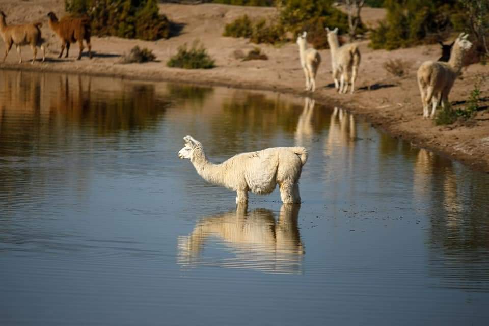 Turismo_SDE's tweet photo. GUANACO SOMBRIANA, UN  DESTINO PARA DESCUBRIR 
Un lugar auténtico,  para descubrir en las Salinas Atamisqueñas a solo 120 kms 
de la Capital santiagueña y 100 kms de Ojo  de Agua 
Ideal para la renovación energética y la contemplación. Otra experiencia q propone el turismo rural https://t.co/xENJg5EKPc