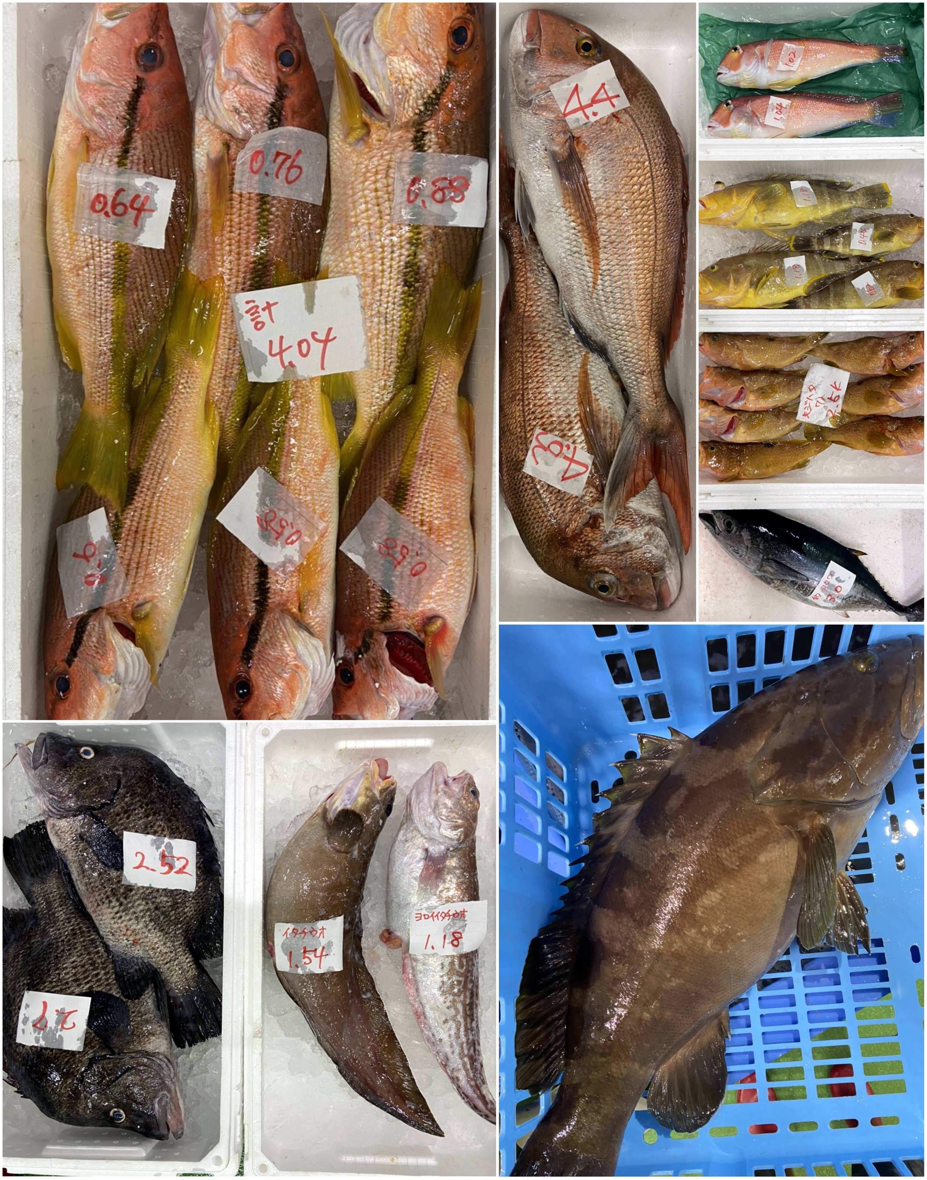 山陰浜田港 渡辺鮮魚店 Watanabesengyo Twitter