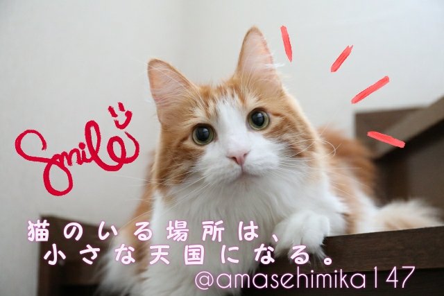 Mink S Tweet 猫のいる場所は 小さな天国になる 猫だけじゃなくて全ての動物を 守る為に殺処分は止めて欲しい 私達人間は間違いを犯してる 全ての生命に寄り添って生きる それが大切な事だと思います 今日は 世界猫の日 Internationalcatday 優しい気持ち