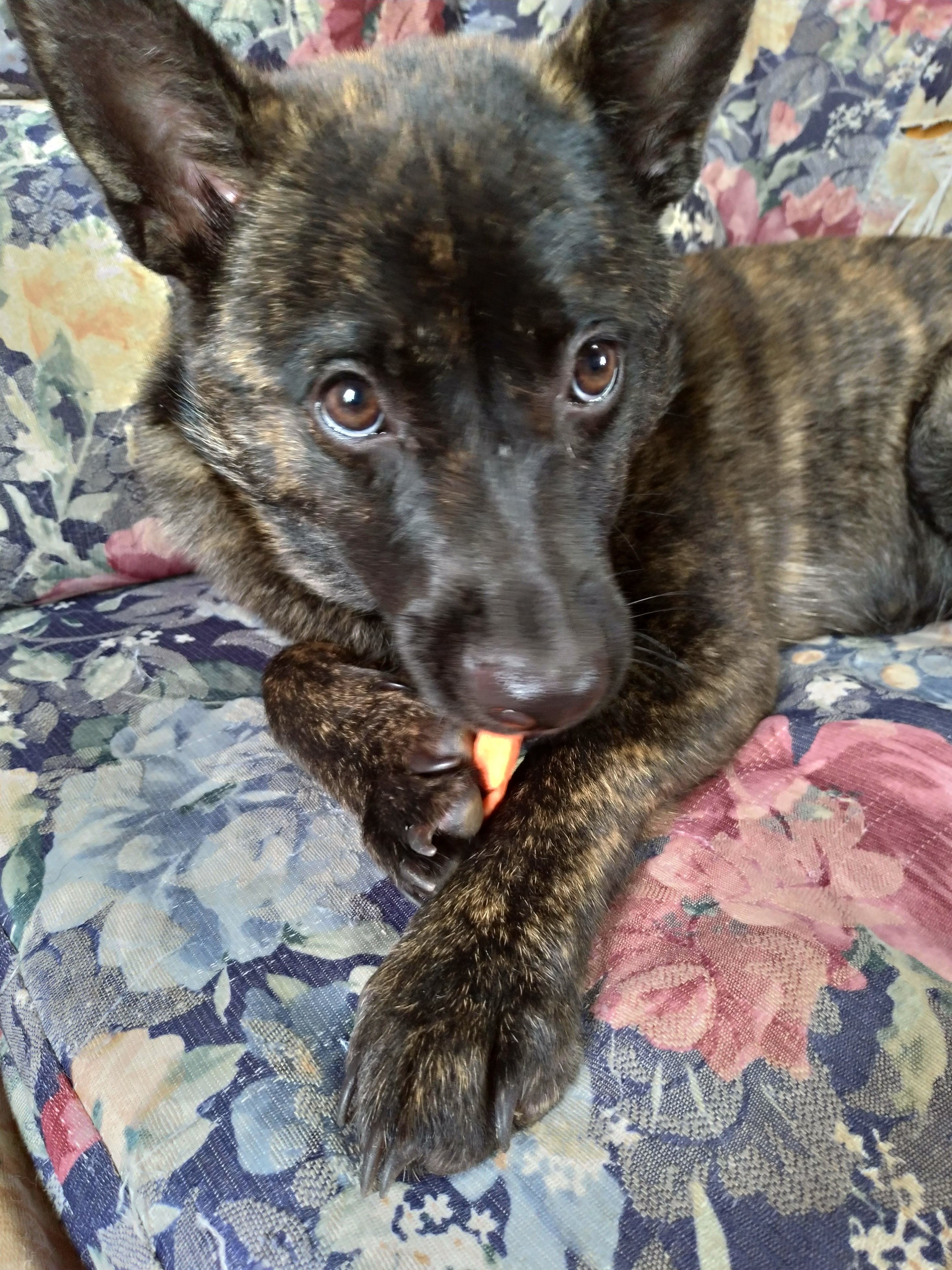 Blr308 Shinobi こらっ テレビを見ながらおやつを食べちゃダメでしょ 高竜犬舎 甲斐犬 T Co Olb7wpbz69 Twitter