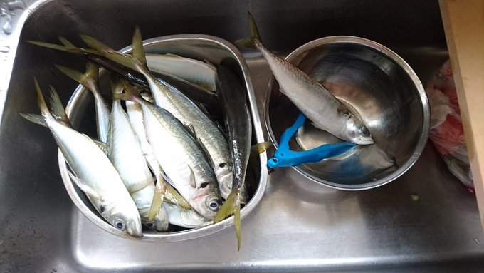 アジ19 サバ1 でした 