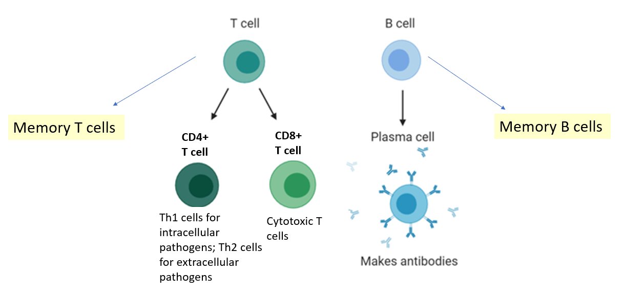 Monica Gandhi MD, MPH on Twitter "CELLULAR IMMUNITY and IMMUNE MEMORY