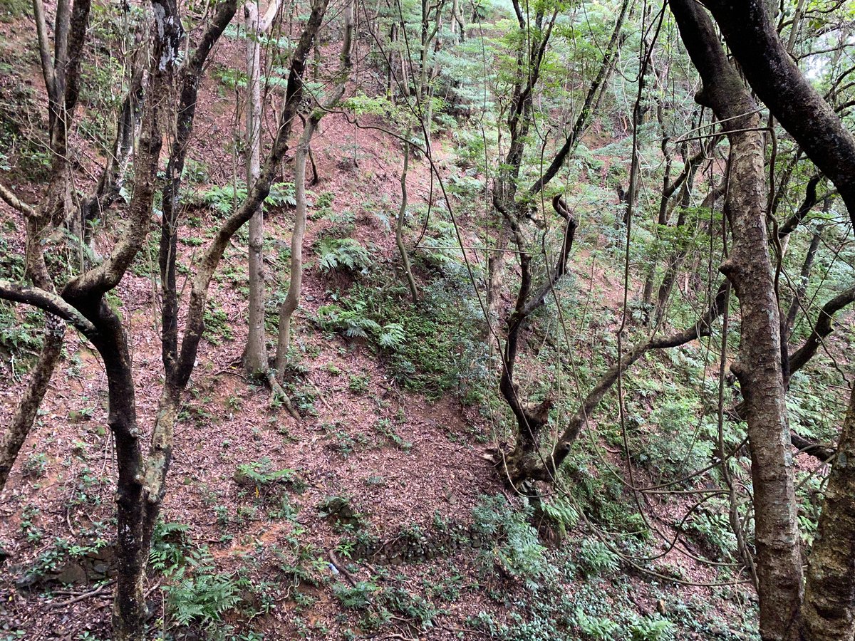 gunter_fischer's tweet photo. In (sub)tropical areas #forest cover occasionally reestablishes naturally but often with a subset of the local species. Often the entire #undergrowth and #subcanopy is missing even after 70 years of recovery. Active #forestrestoration is needed to achieve a functioning #ecosystem https://t.co/vIlIlh4VnQ