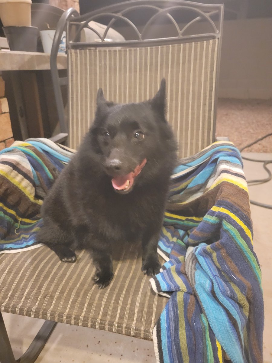 Leslie_Jane's tweet photo. Fresh outta the pool. #schipperke #dogsoftwitter https://t.co/NkZlT1x9HN
