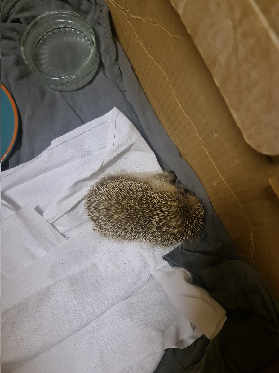judibjubi's tweet photo. Haben ihn erst mal Tobi getauft und in Sicherheit gebracht. Nachts um 23 Uhr auf dem Dorf noch Katzenfutter besorgen ist auch sehr interessant... Er lahmt mit den Füßchen, konnten keine Wunden entdecken... hoffentlich schafft er es 🥲 #prayfortobi https://t.co/tnXmP0ZqBV