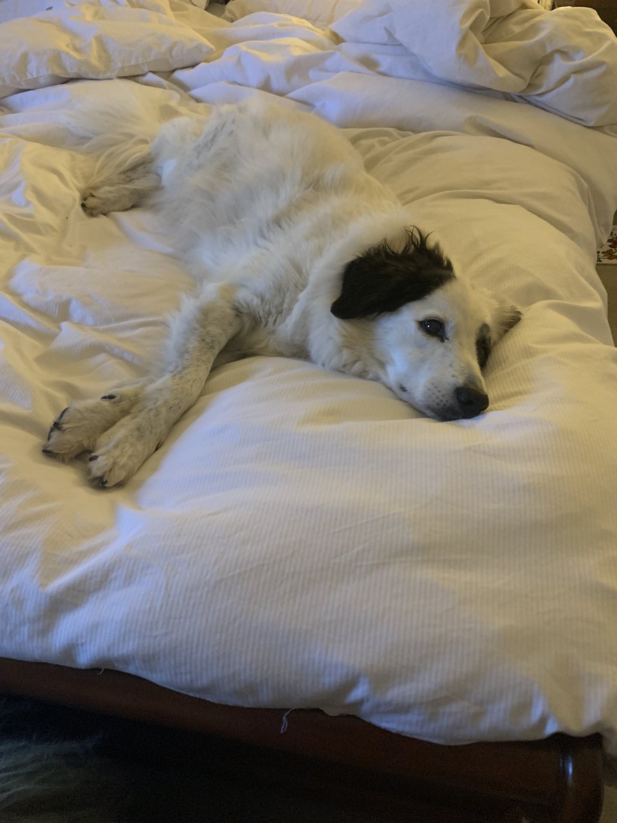 So dogs aren’t allowed on the bed ! Max is trying camouflage and stealth to get round this !