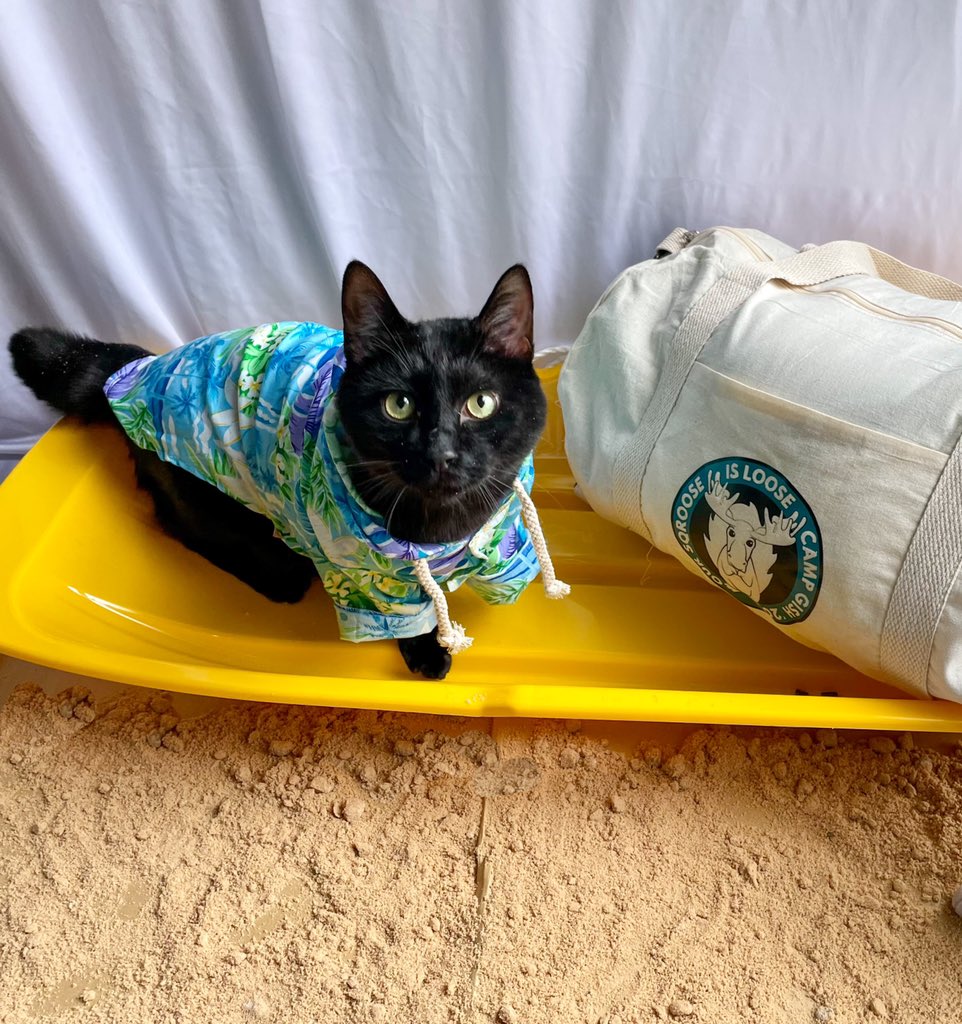 proseandpucks's tweet photo. Item 99: Dog sledding is on snow so it only seems fair that Cat sledding is on sand. Prove this to be true and avoid them using it as a litter box.
#gish #item99 https://t.co/zs9imB9CSf