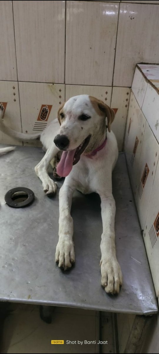 siddhant aneja tweet media