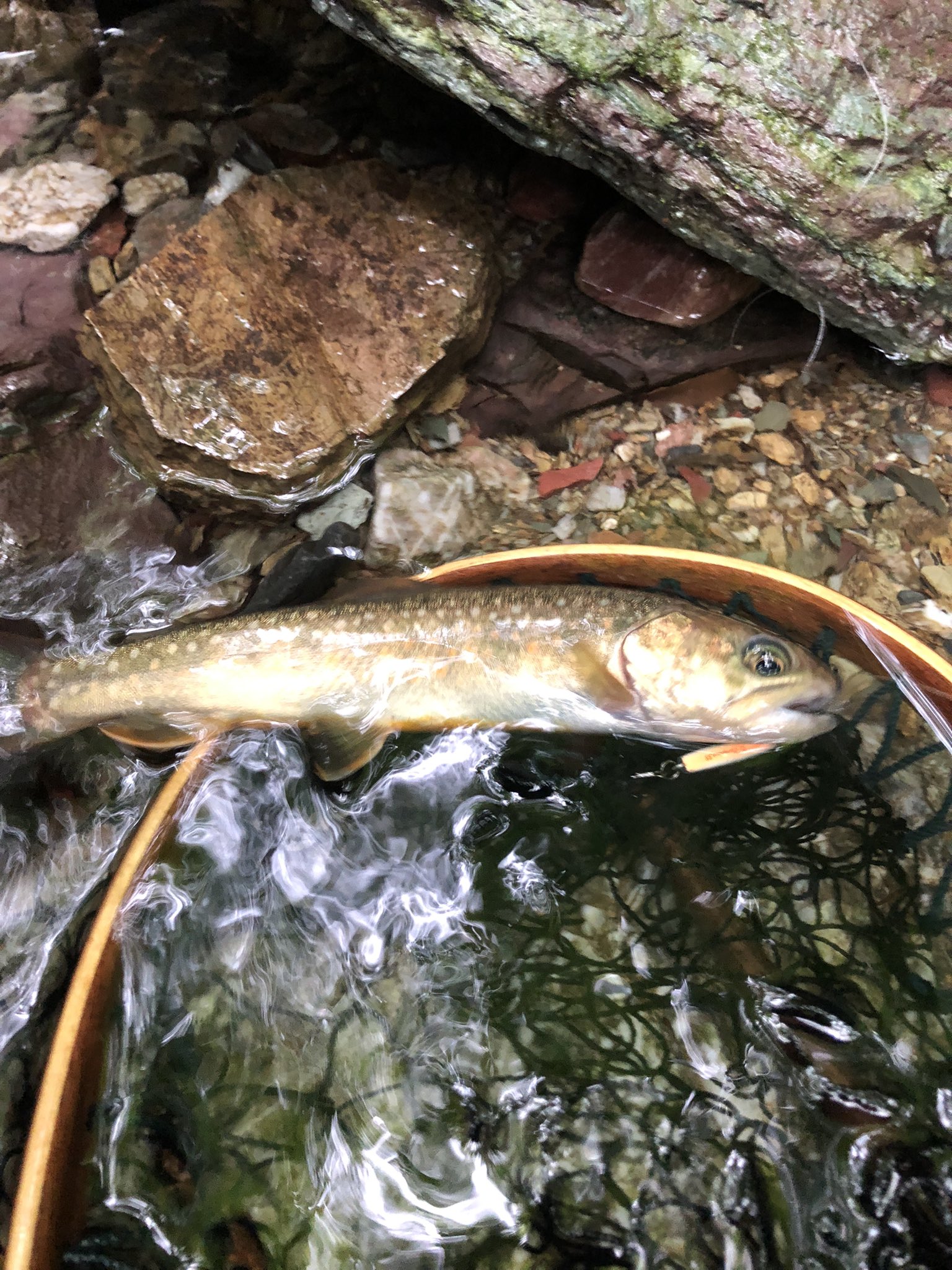 Haruto 良きイワナちゃんが釣れました やっぱり Dコン38が最強だんべぇ でけぇカエルもいたw 豆イワナが大量にいたなーw 久々の沢登り 楽しかったい 渓流釣り イワナ Dコン38 T Co 57y8obidmp Twitter