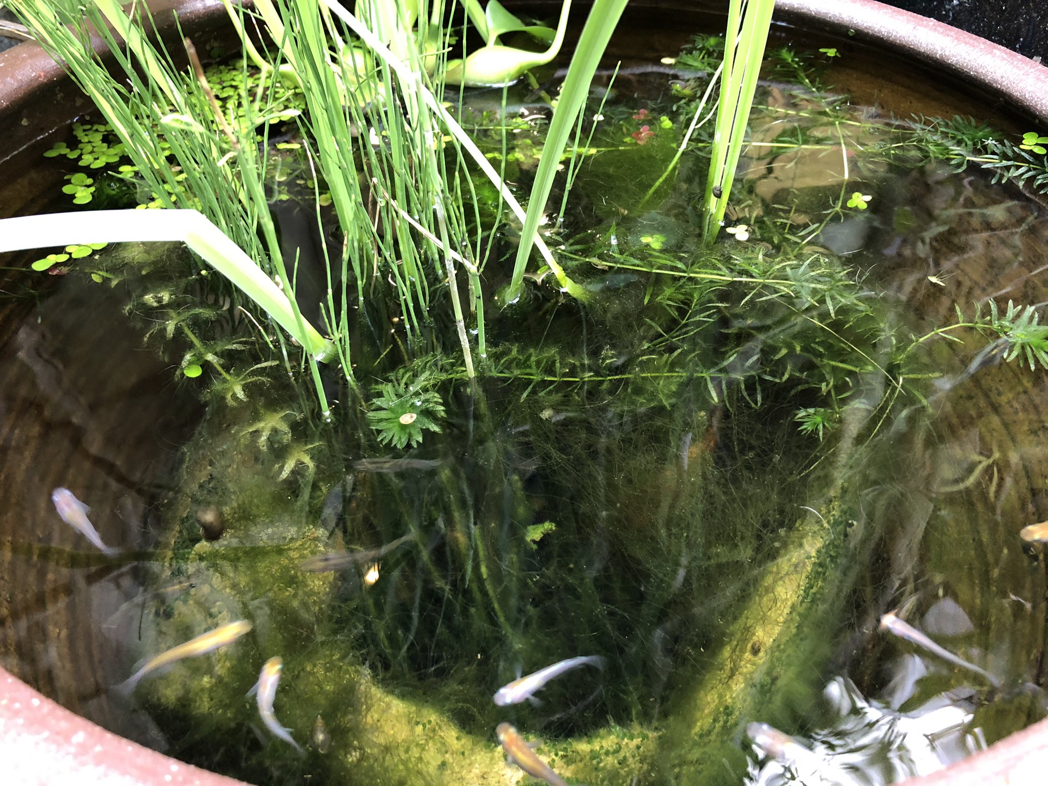 直珈琲 メダカは今日も元気です 馬鹿みたいに高い値段の珍しい色したメダカってグッピーと交配してたりするらしい 普通が一番です 開店です T Co Iewr7tdsmu Twitter