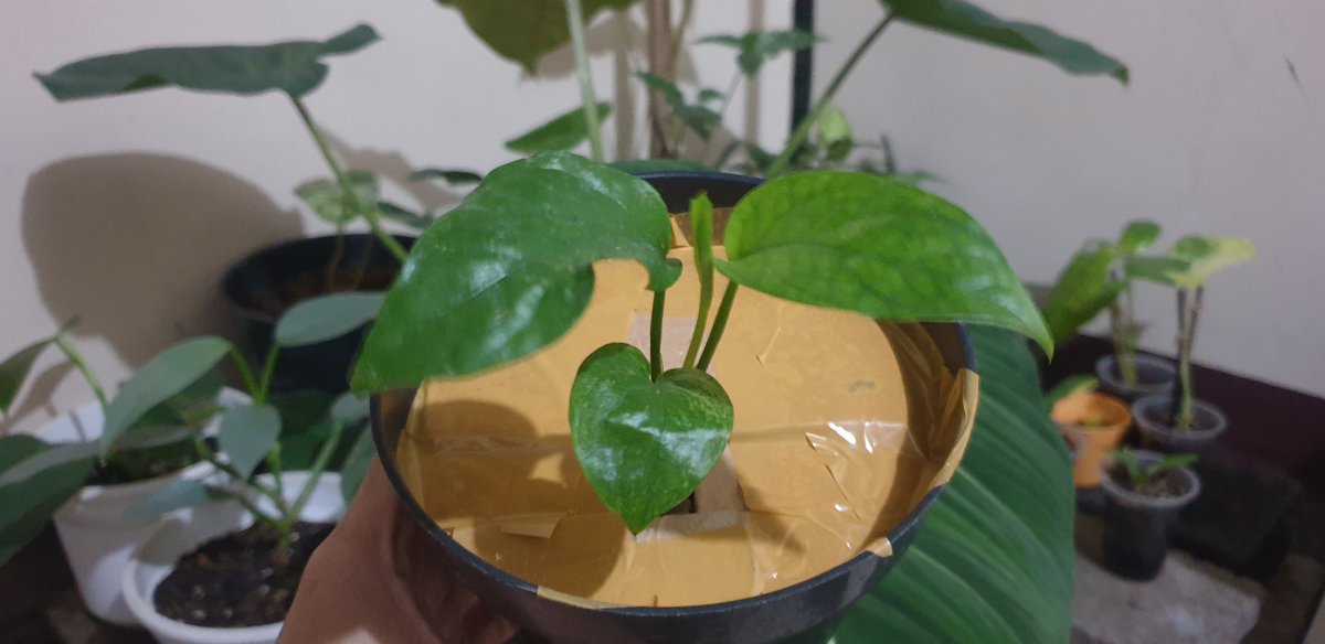 20 Juli 2021 dia di adopsi oleh pecinta tanaman dari thailand.