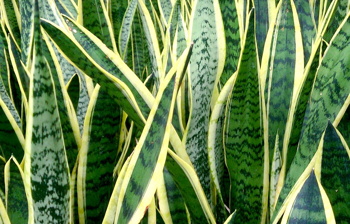 Nicolle_GN's tweet photo. La Sansevieria popularmente conocida como #EspadaDeSanJorge o como #LenguaDeSuegra es una planta de exterior muy protectora. Dentro de sus propiedades se dice que aleja las habladurías, el mal de ojo y ahuyenta entidades dañinas.
Su energía es Yang.
#FengShui #TipsDeBruja https://t.co/kk6zvZbps5
