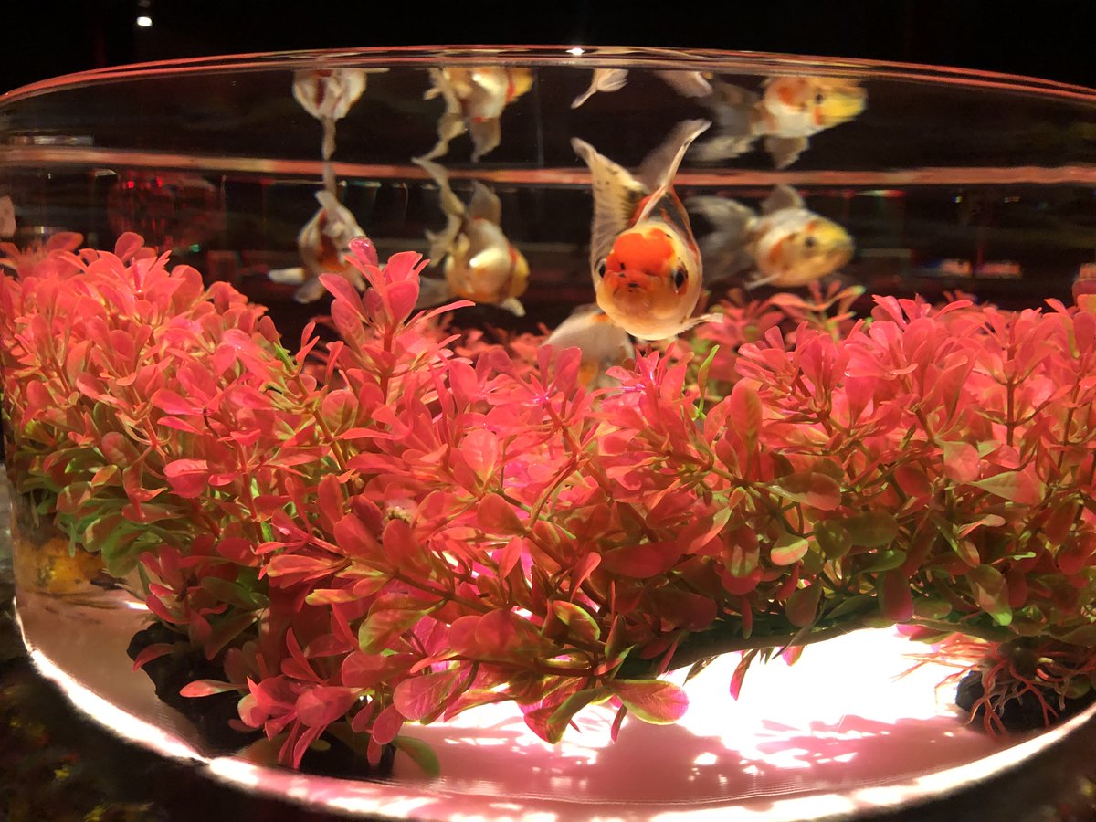 アートアクアリウム Art Aquarium Artaquarium Twitter