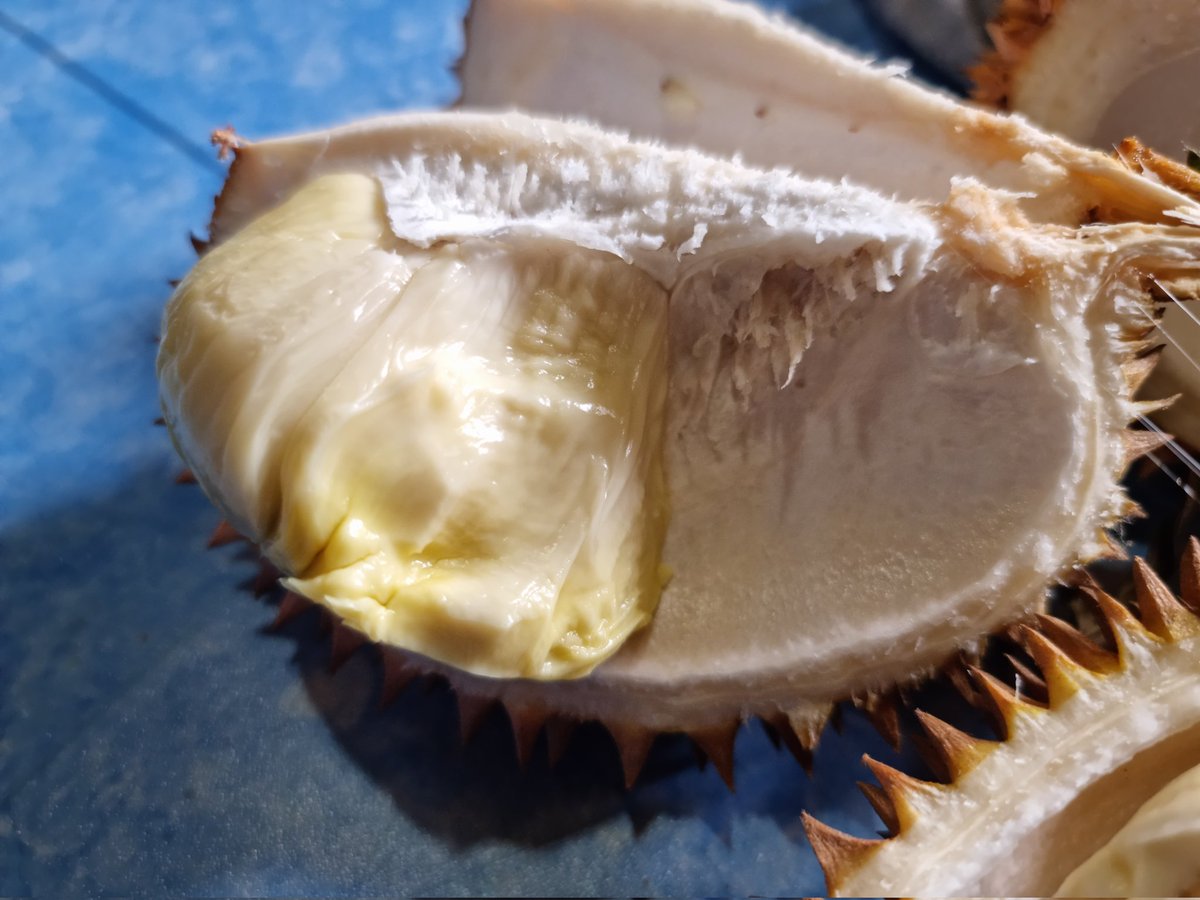 PutraInfinitize's tweet photo. Durian montong tp yg versi kecilnya🤭🤭 https://t.co/IoVtTnKKse