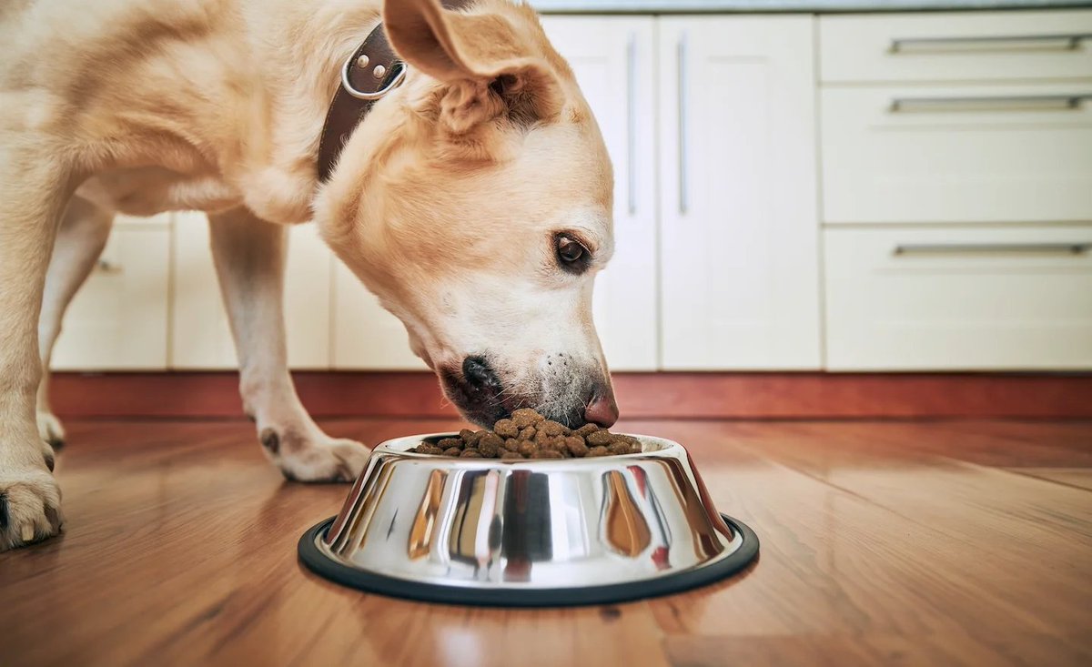 Alarming study finds link between certain dog foods and heart disease hill.cm/dVlrYUy