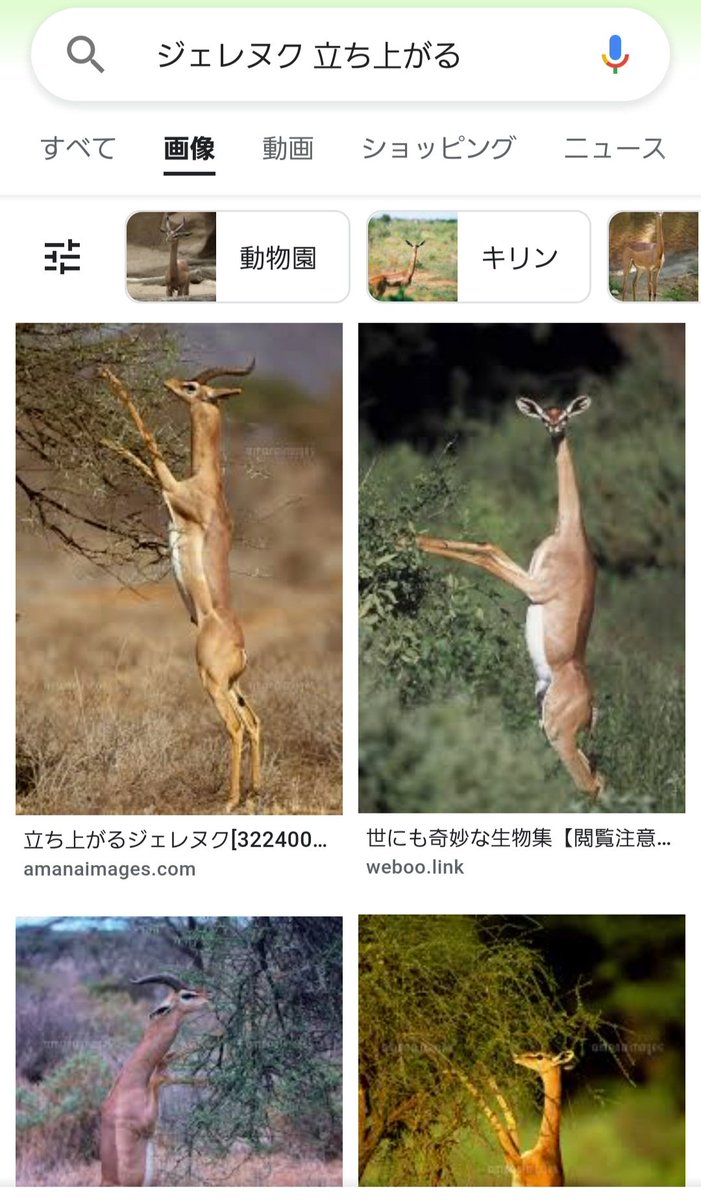 子ども科学電話相談 ティラノサウルスは昼も夜も狩りをしていたと化石しか無いのにどうしてわかるの 6ページ目 Togetter
