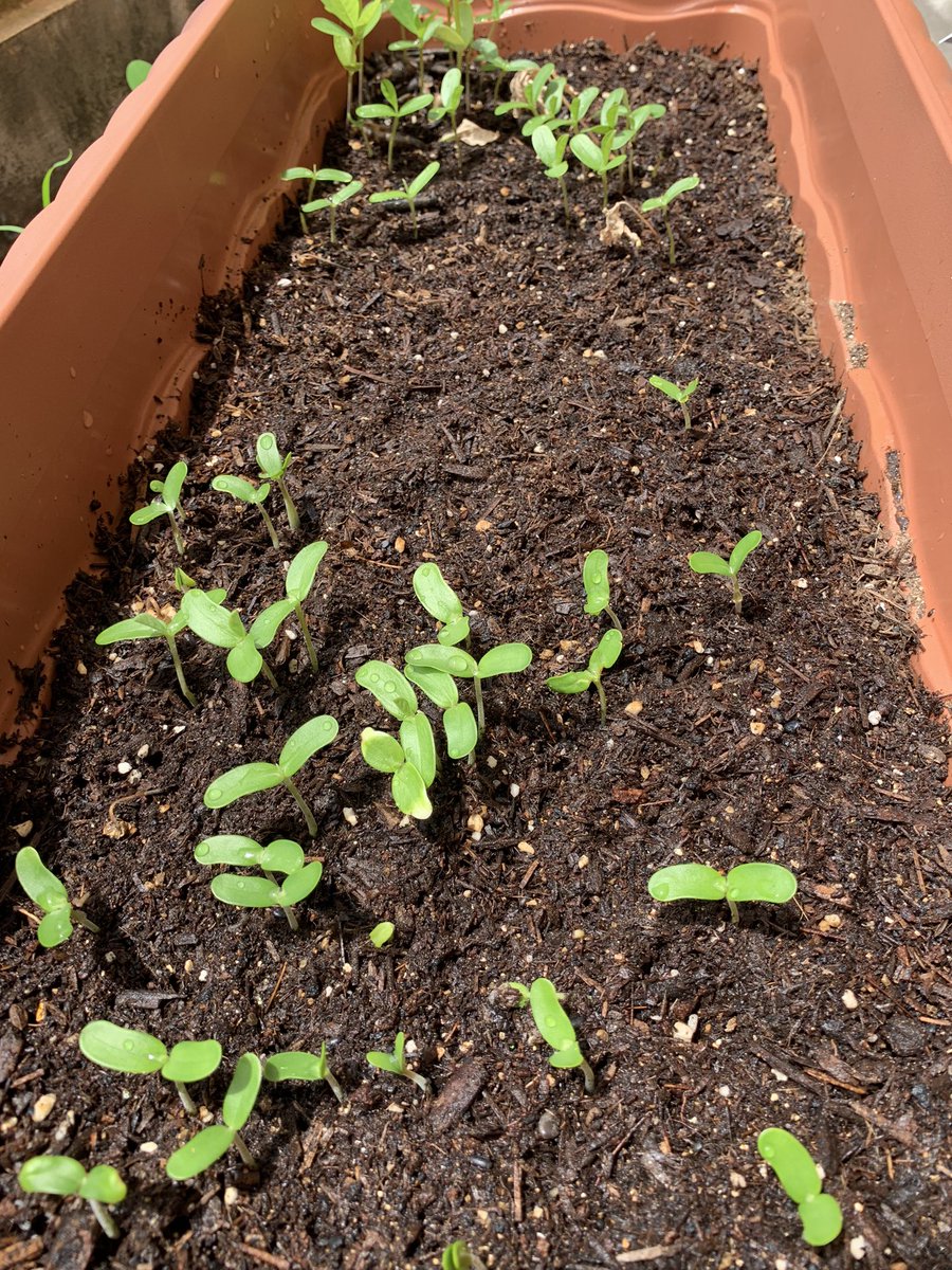 鈴木のぞみ 星たな はじめてのプランター栽培 なぜか角に偏ってしまったので 1週間前から水やりのたびに少しずつ種を蒔いてたら あっという間に密集地になってしまった ホントにこれで育つのかな ベビーマラカス プランター栽培 龍山にベビー